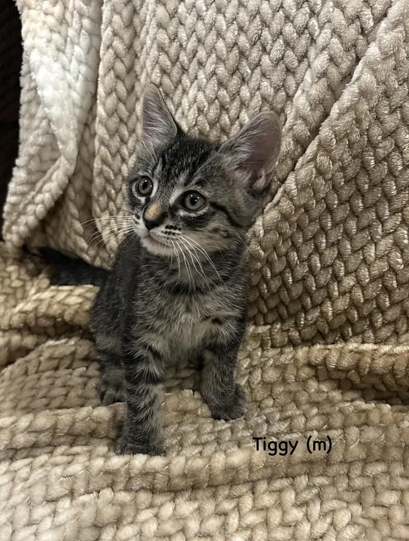 Tiggy thumbnail 4