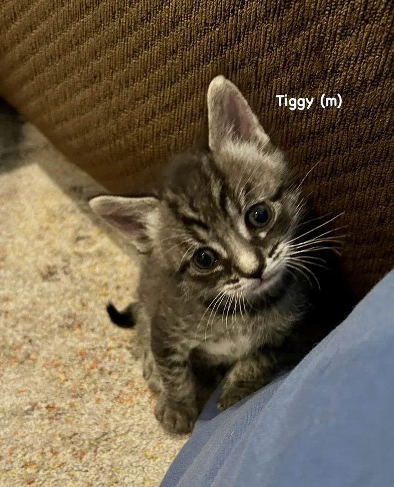 Tiggy thumbnail 5