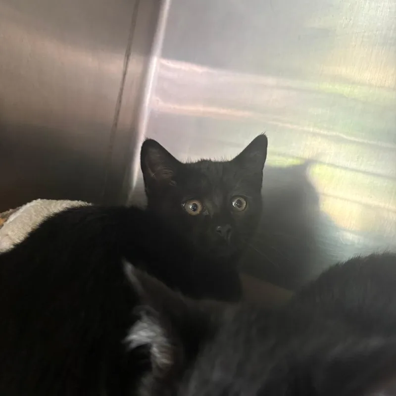 A baby small-sized female Black Domestic Short Hair cat named Gabby for adoption in Brockton, MA