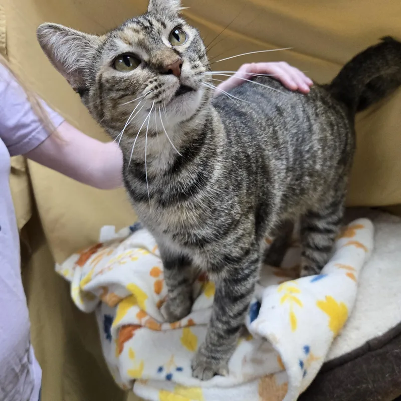 An adult medium-sized female Torbie Domestic Short Hair cat named Kimchi for adoption in Richmond, KY