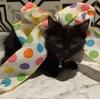 A baby medium-sized female Black Domestic Short Hair cat named Squirrelly Girl for adoption in Cumberland, RI