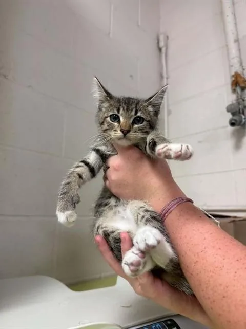 A baby small-sized male Domestic Short Hair cat named Corndog for adoption in Belleville, IL