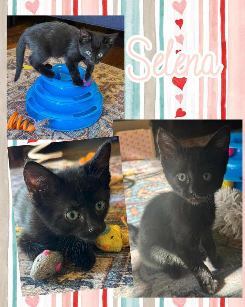 A baby medium-sized female Black Domestic Short Hair cat named Selena for adoption in Pasco, WA
