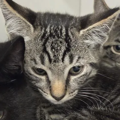 A baby small-sized female Domestic Short Hair cat named Prosecco for adoption in Voorhees, NJ