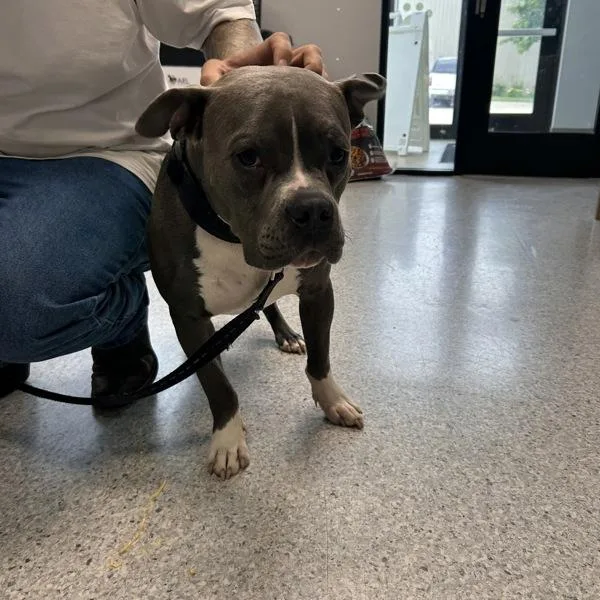 A young medium-sized male American Staffordshire Terrier dog named Freddy for adoption in Des Moines, IA