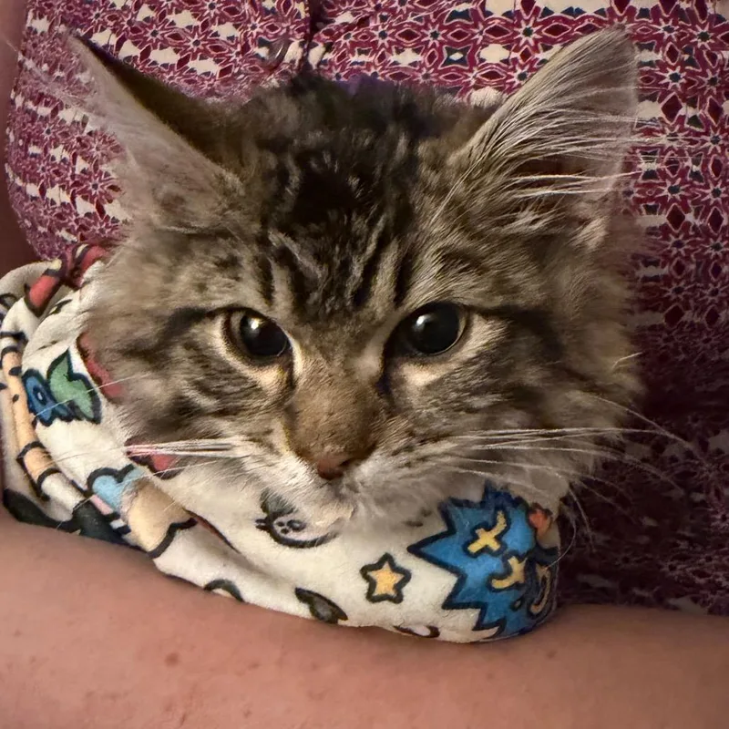 A baby small-sized male Brown / Chocolate Domestic Medium Hair cat named Kacen for adoption in Silver Spring, MD