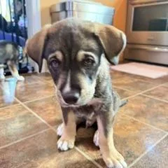 A baby medium-sized male Brown / Chocolate Shepherd dog named Tugg for adoption in Potomac, MD