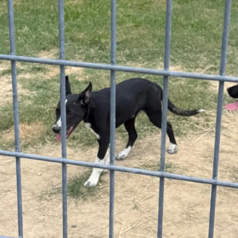 A baby small-sized male Black Labrador Retriever dog named Jack for adoption in West Point, MS