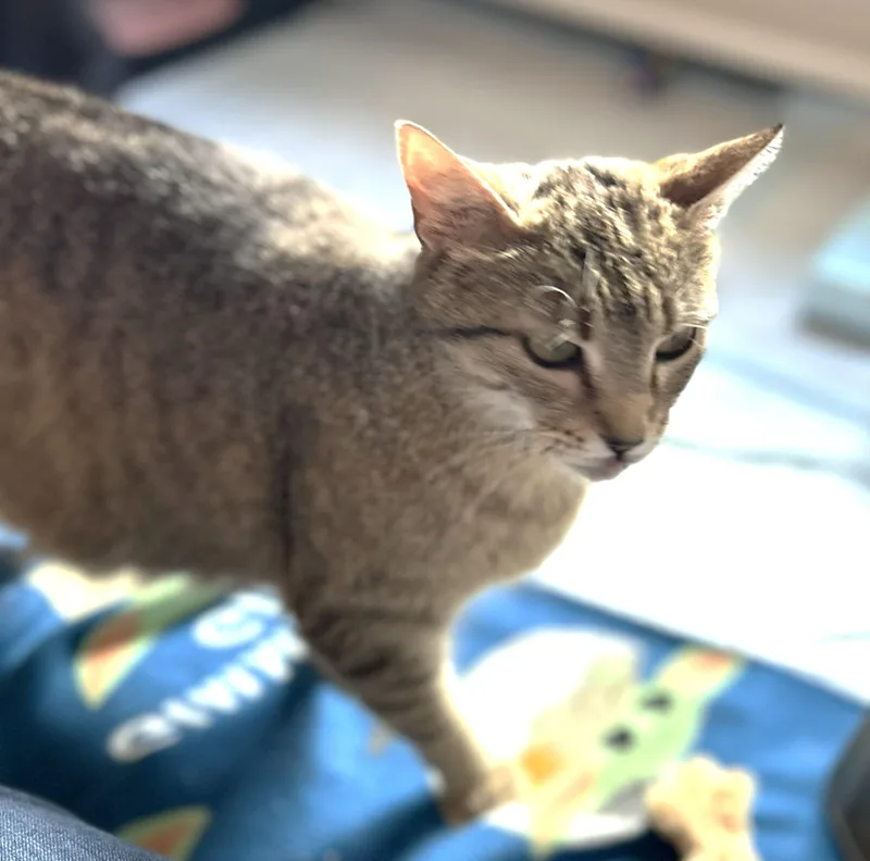 An adult medium-sized female Tabby (Gray / Blue / Silver) Domestic Short Hair cat named Cathy for adoption in Rossville, TN