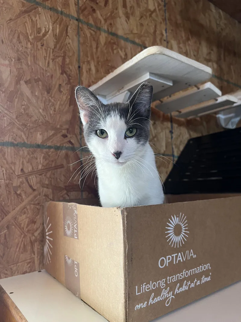 An adult medium-sized male Gray & White Domestic Short Hair cat named Jonnie for adoption in Hammond, LA