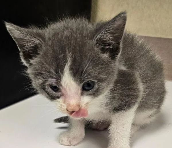 A baby small-sized female Domestic Short Hair cat named Apple for adoption in Salisbury, MD