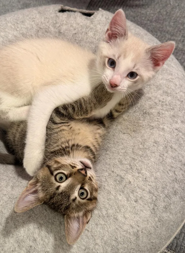A baby small-sized male Domestic Short Hair cat named Oliver Clark for adoption in Minneapolis, MN