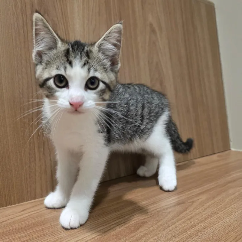 A baby small-sized male Brown / Chocolate Domestic Short Hair cat named Spud for adoption in Sand Springs, OK