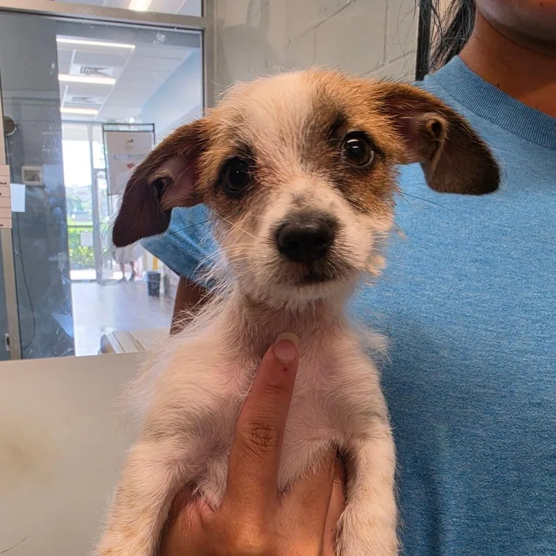 A baby small-sized female Brown / Chocolate Mixed Breed dog named Marcia Martian for adoption in Naples, FL