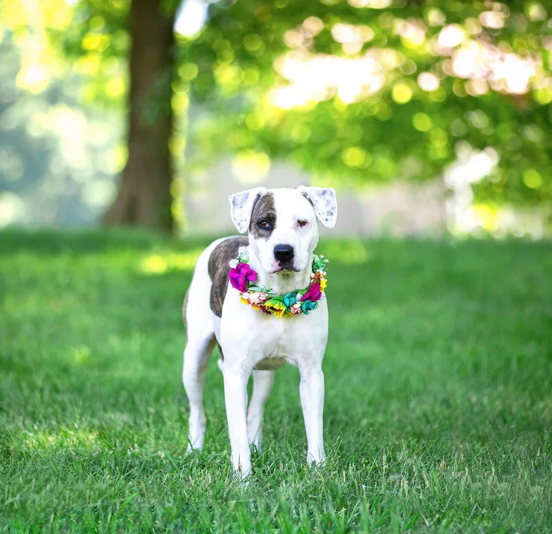 An adult medium-sized female Terrier dog named Liberty for adoption in Coatesville, PA