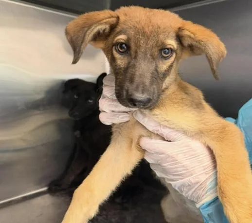 A baby large-sized female German Shepherd Dog dog named Chickie for adoption in Elgin, TX