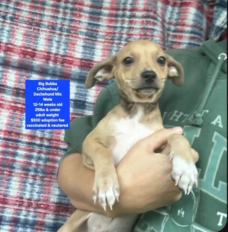 A baby small-sized male Chihuahua dog named Big Bubba for adoption in Oviedo, FL