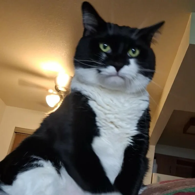 A young extra large-sized male Domestic Short Hair cat named Loki  Big Sweet for adoption in Oshkosh, WI