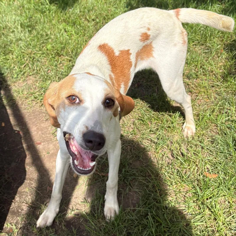 A young medium-sized female Hound dog named Daisy for adoption in East Hanover, NJ