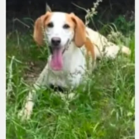 Daisy thumbnail 4