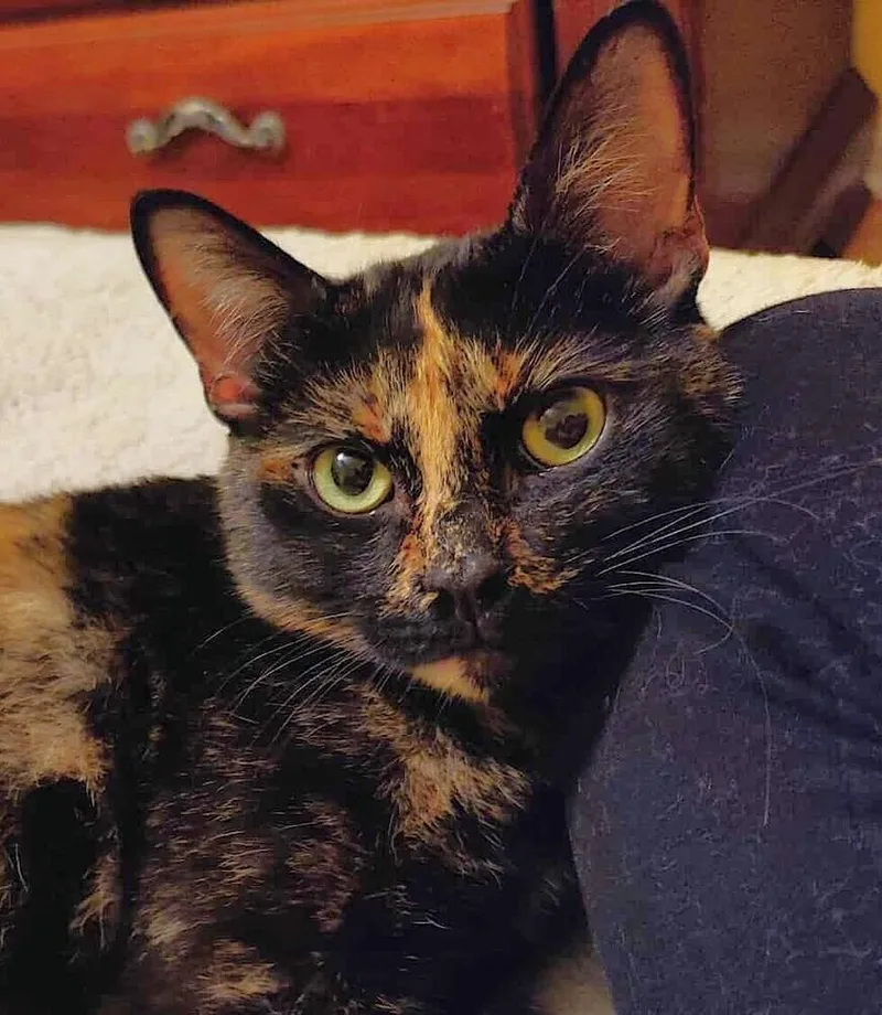 A young small-sized female Domestic Short Hair cat named Mocha for adoption in Chicago, IL