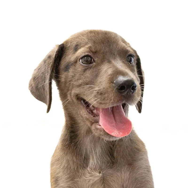 A baby small-sized female Gray / Blue / Silver Mixed Breed dog named Penny for adoption in Cartersville, GA