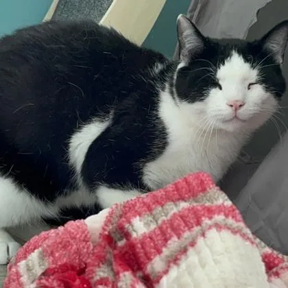 Oreo