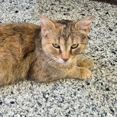 An adult small-sized female Torbie Domestic Short Hair cat named Chanel No. for adoption in Matteson, IL
