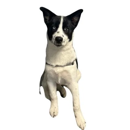A baby medium-sized male Border Collie dog named Cosmo for adoption in Red Bluff, CA