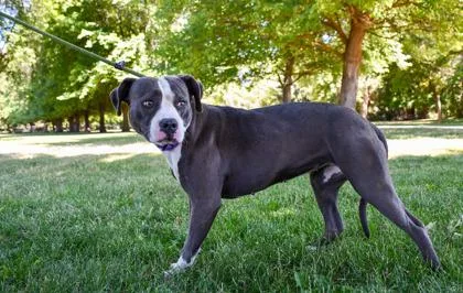 An adult medium-sized female Pit Bull Terrier dog named Mercedes for adoption in Yakima, WA