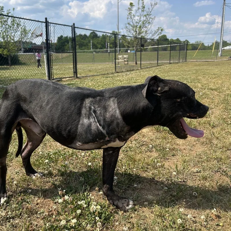 An adult medium-sized male Black Mixed Breed dog named Cedar for adoption in Chattanooga, TN