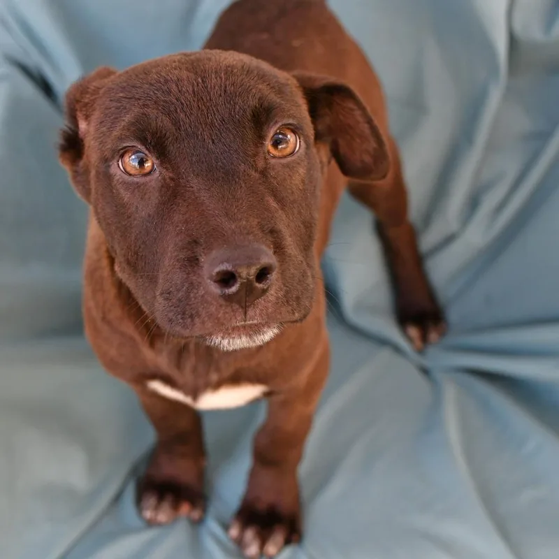 A baby small-sized male Black Labrador Retriever dog named Batrick for adoption in Beaumont, TX