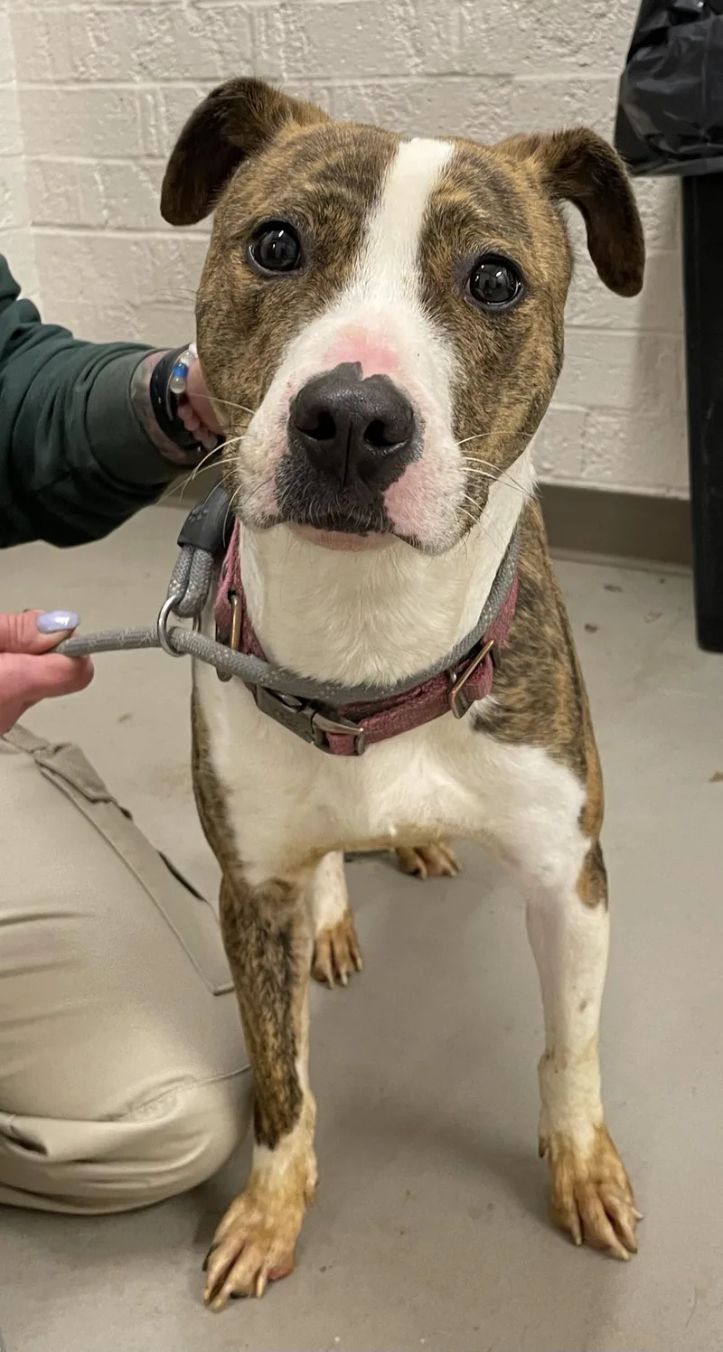 Duchess Hold thumbnail 2