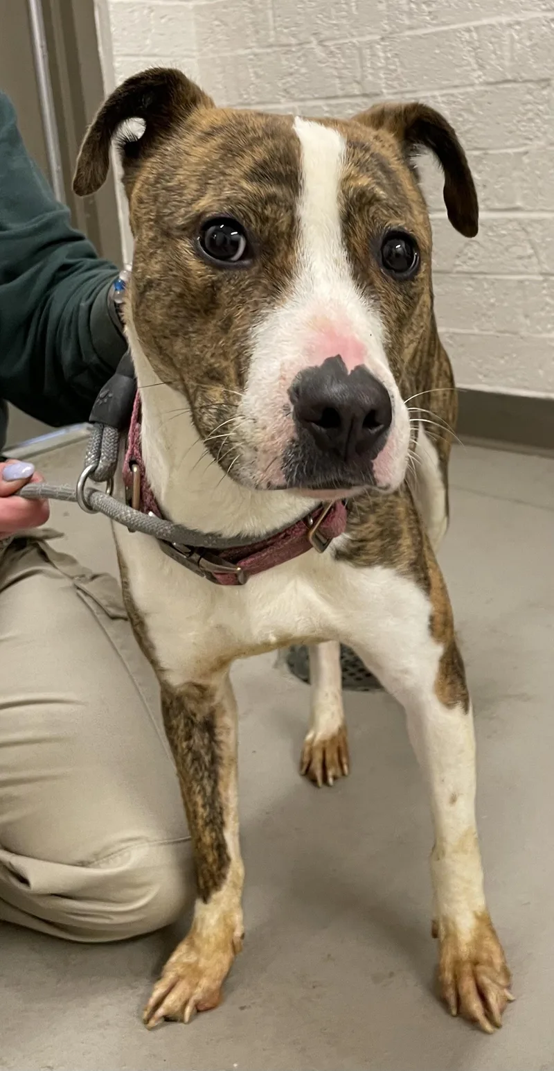 Duchess Hold thumbnail 4