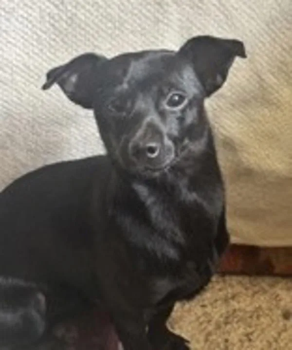A young small-sized male Chihuahua dog named Pascal for adoption in Stratham, NH
