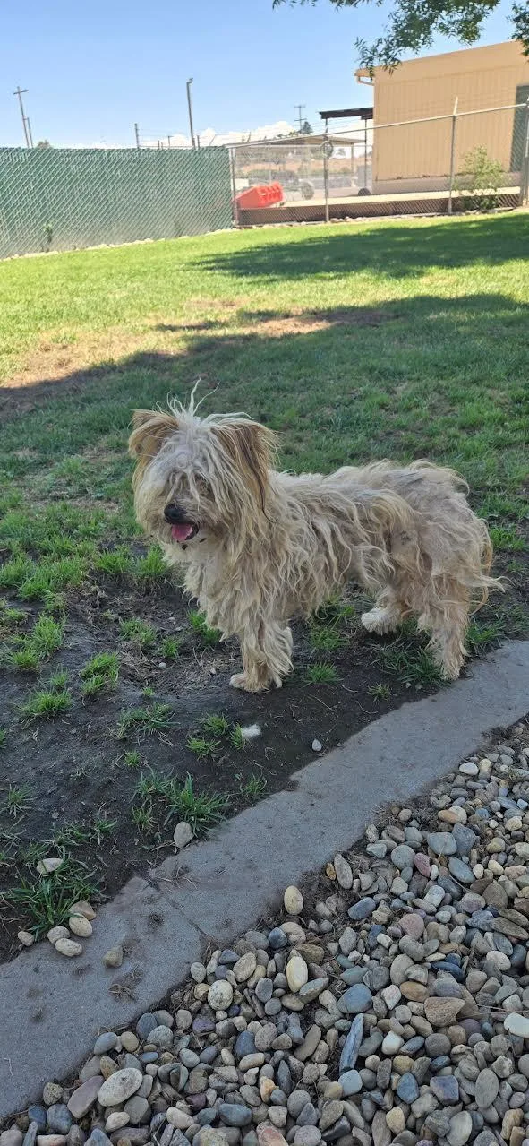An adult small-sized male Sable Maltese dog named Sparky for adoption in Oakdale, CA