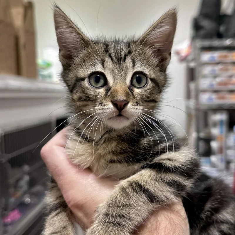 A baby small-sized male Brown / Chocolate Domestic Short Hair cat named Fable for adoption in Matteson, IL