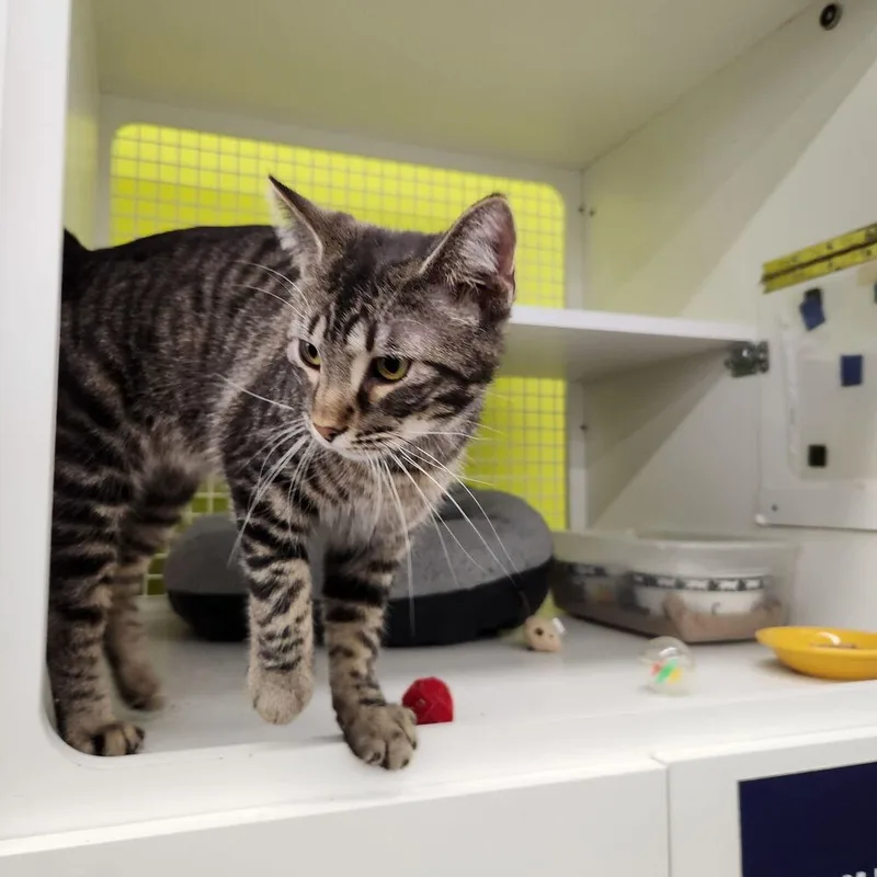 A young medium-sized male Domestic Short Hair cat named Switcheroo for adoption in Dallas, TX