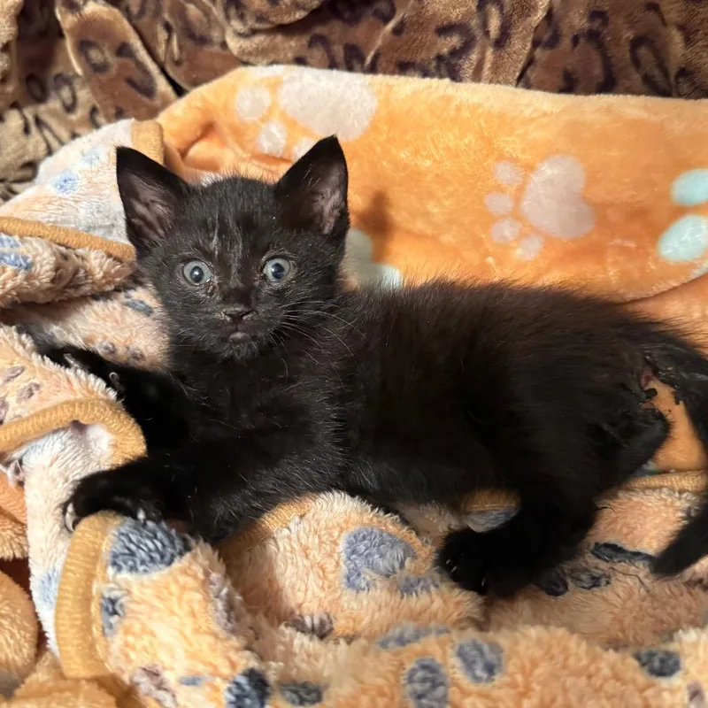 A baby small-sized female Black Domestic Short Hair cat named Poppy for adoption in Columbus, GA