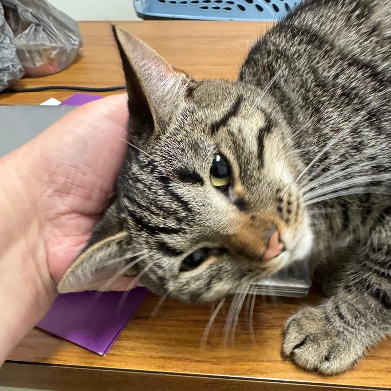 A young medium-sized female Brown / Chocolate Domestic Short Hair cat named Ophelia for adoption in Peoria, IL