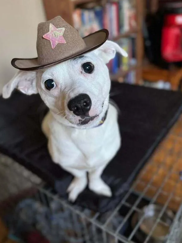 A young medium-sized male White / Cream Mixed Breed dog named Corn Flakes for adoption in Lansing, MI