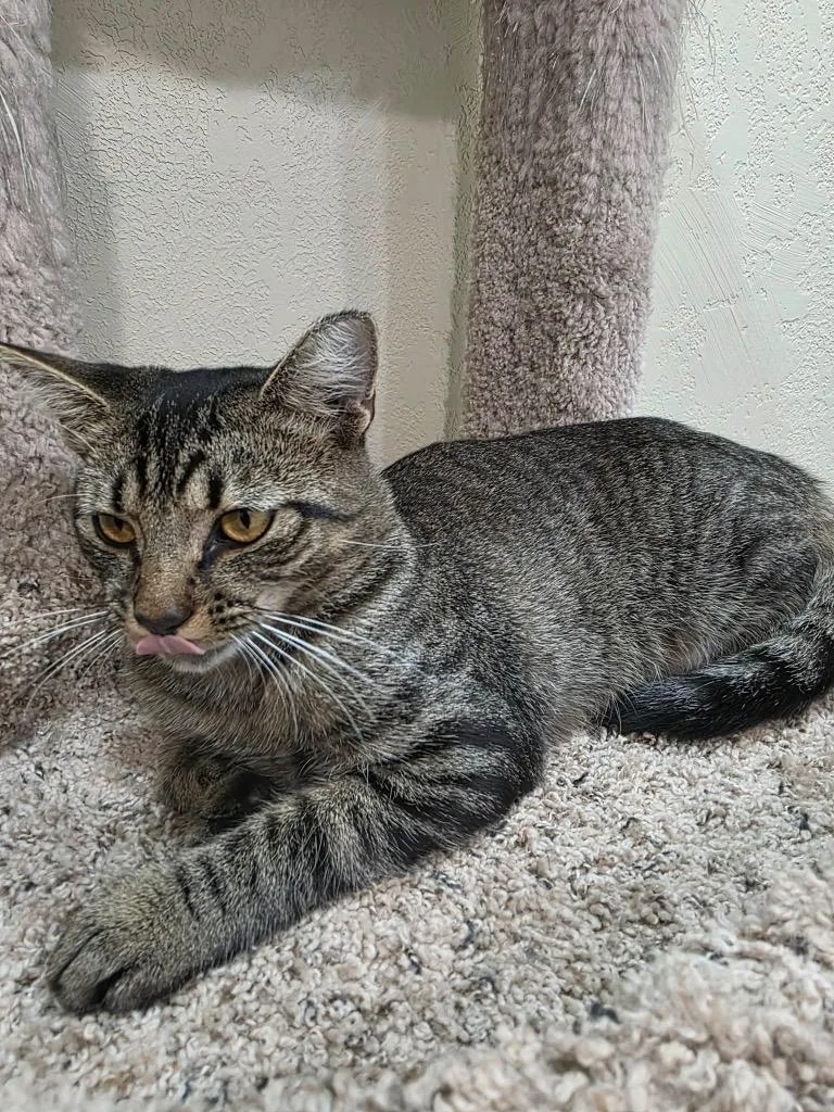 A young medium-sized female Domestic Short Hair cat named Birdie for adoption in Fond Du Lac, WI