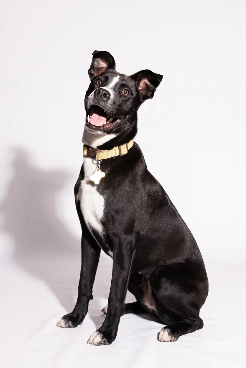 A young medium-sized female Pit Bull Terrier dog named Mabel May for adoption in Salt Lake City, UT