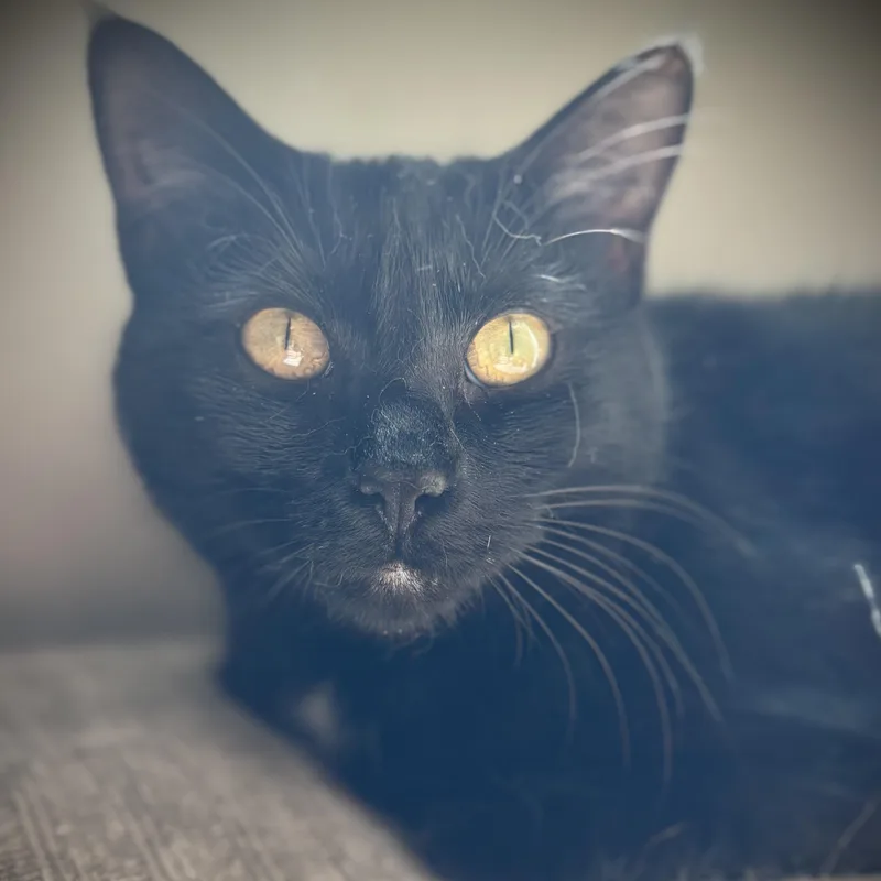 A young medium-sized female Black Domestic Short Hair cat named Wilma for adoption in Buffalo, NY