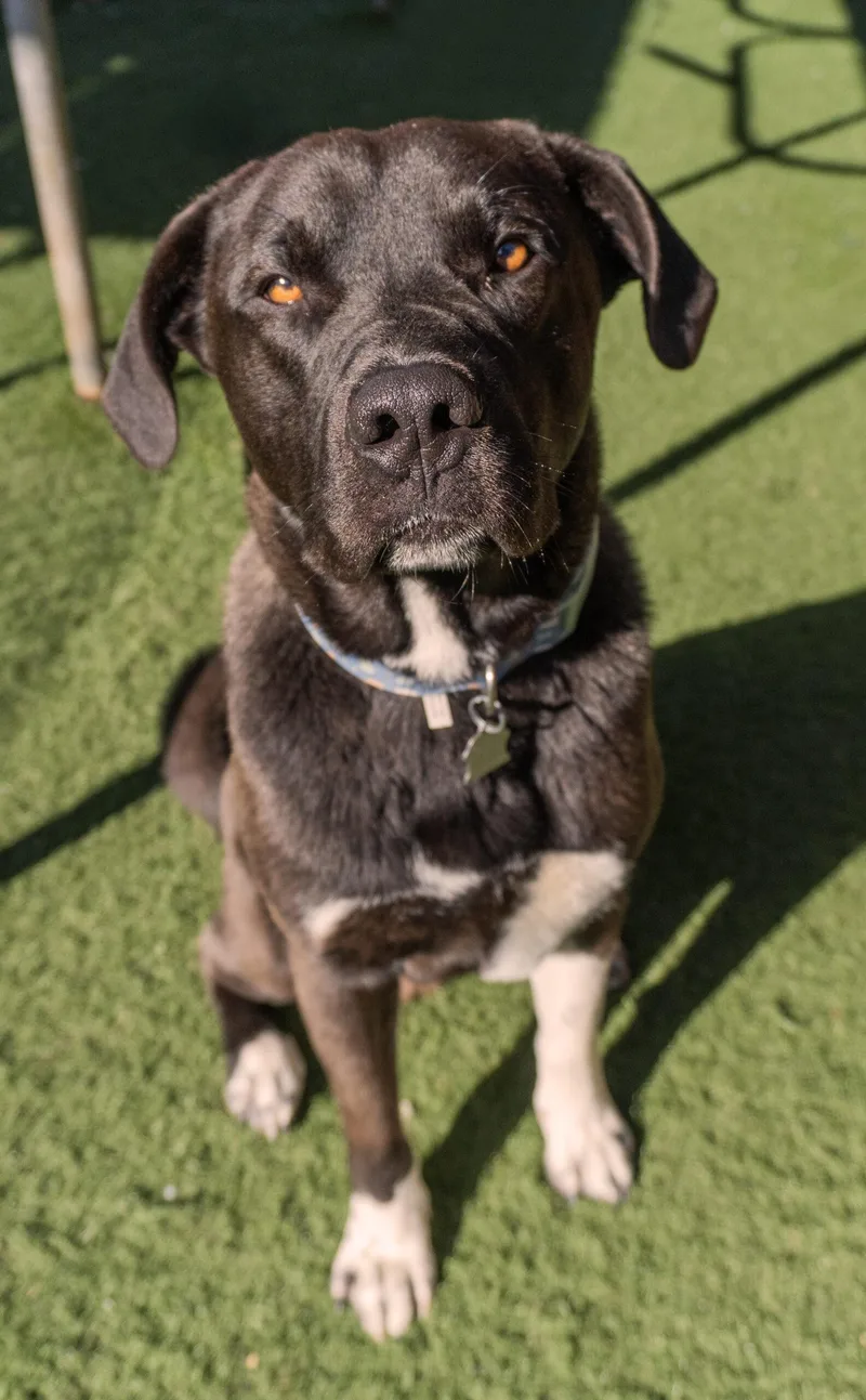 A young large-sized male Black Shepherd dog named Pony Boy for adoption in Encinitas, CA