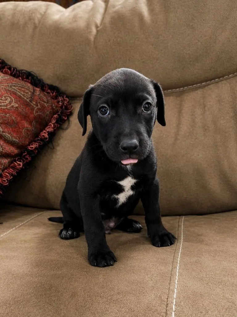 A baby large-sized male Labrador Retriever dog named Yankee for adoption in Princeton, MA