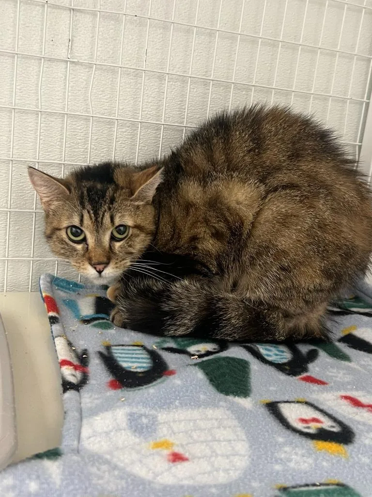 A young medium-sized female Domestic Short Hair cat named Breadstick for adoption in Brookings, OR
