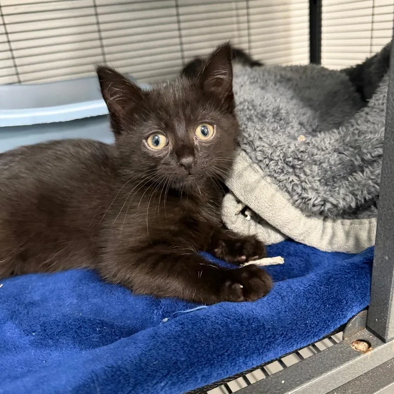 A baby small-sized male Black Domestic Short Hair cat named Halsey for adoption in Hampton Bays, NY