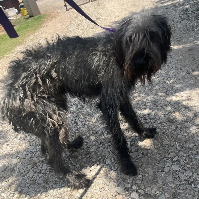 A young medium-sized male Gray / Blue / Silver Mixed Breed dog named Captain Jack for adoption in Pauls Valley, OK