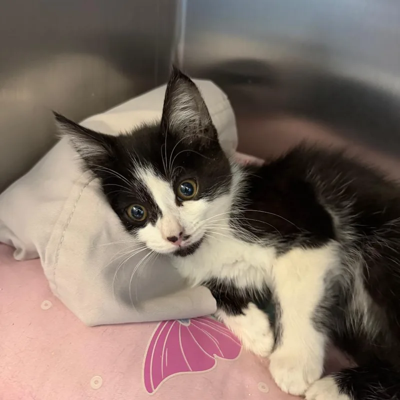 A baby small-sized female Black Domestic Short Hair cat named Ritz Carlton for adoption in Charlottesville, VA